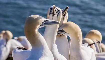 官方：阿什拉夫当选2025年度非洲足球先生